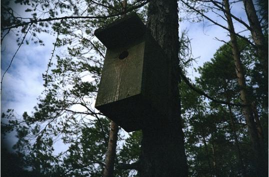 Fuglekasse tur