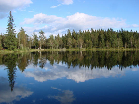 Kjulstjern