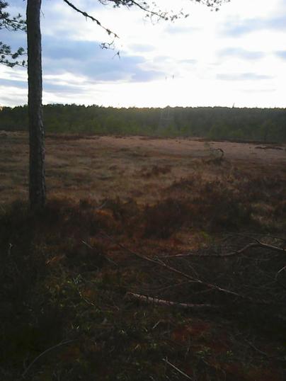 Stormåsan